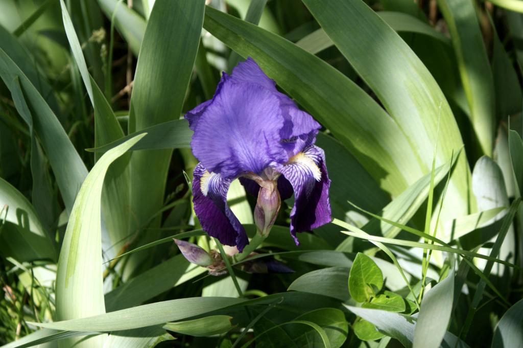 Iris